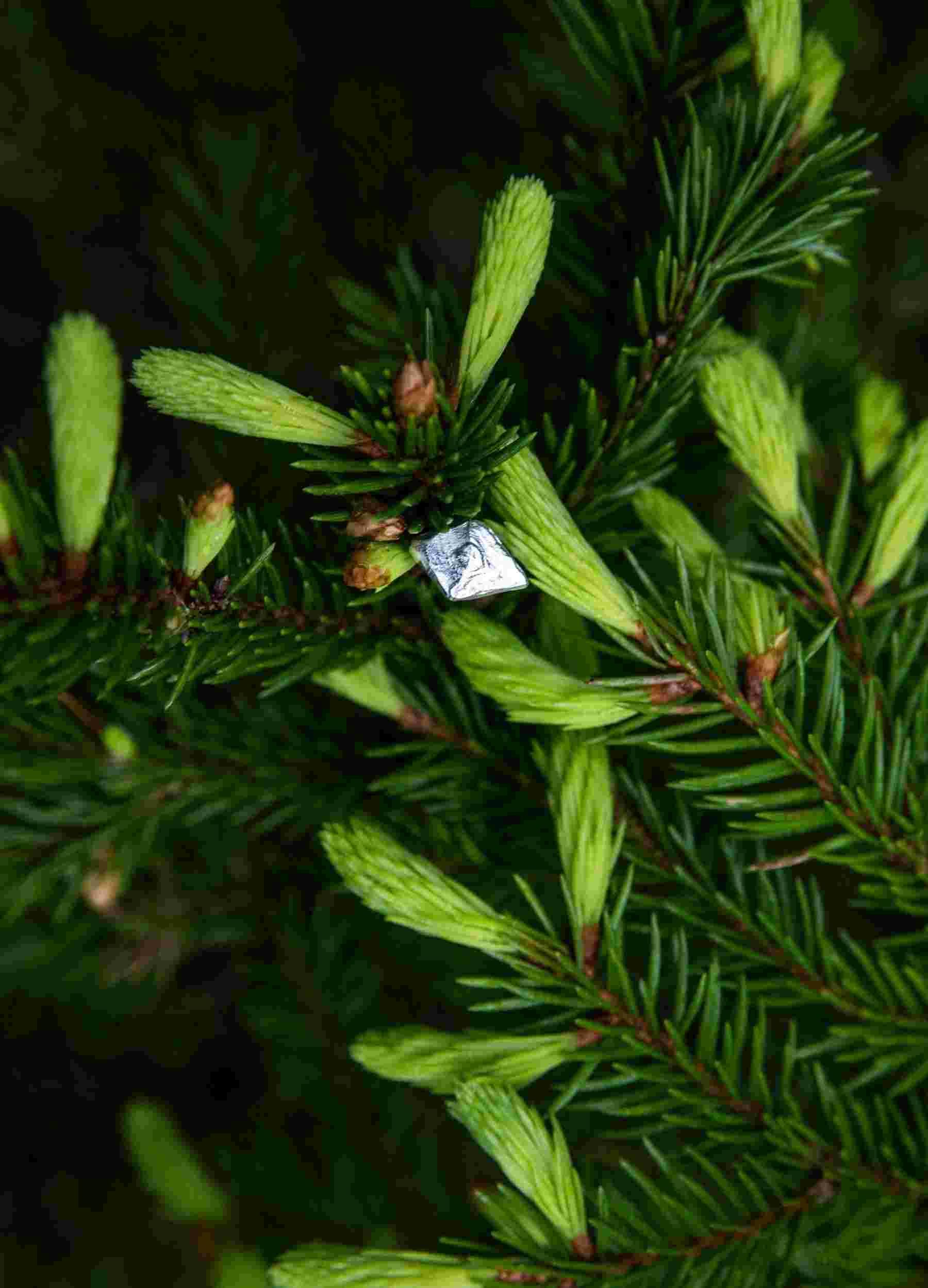Kaarna Earrings