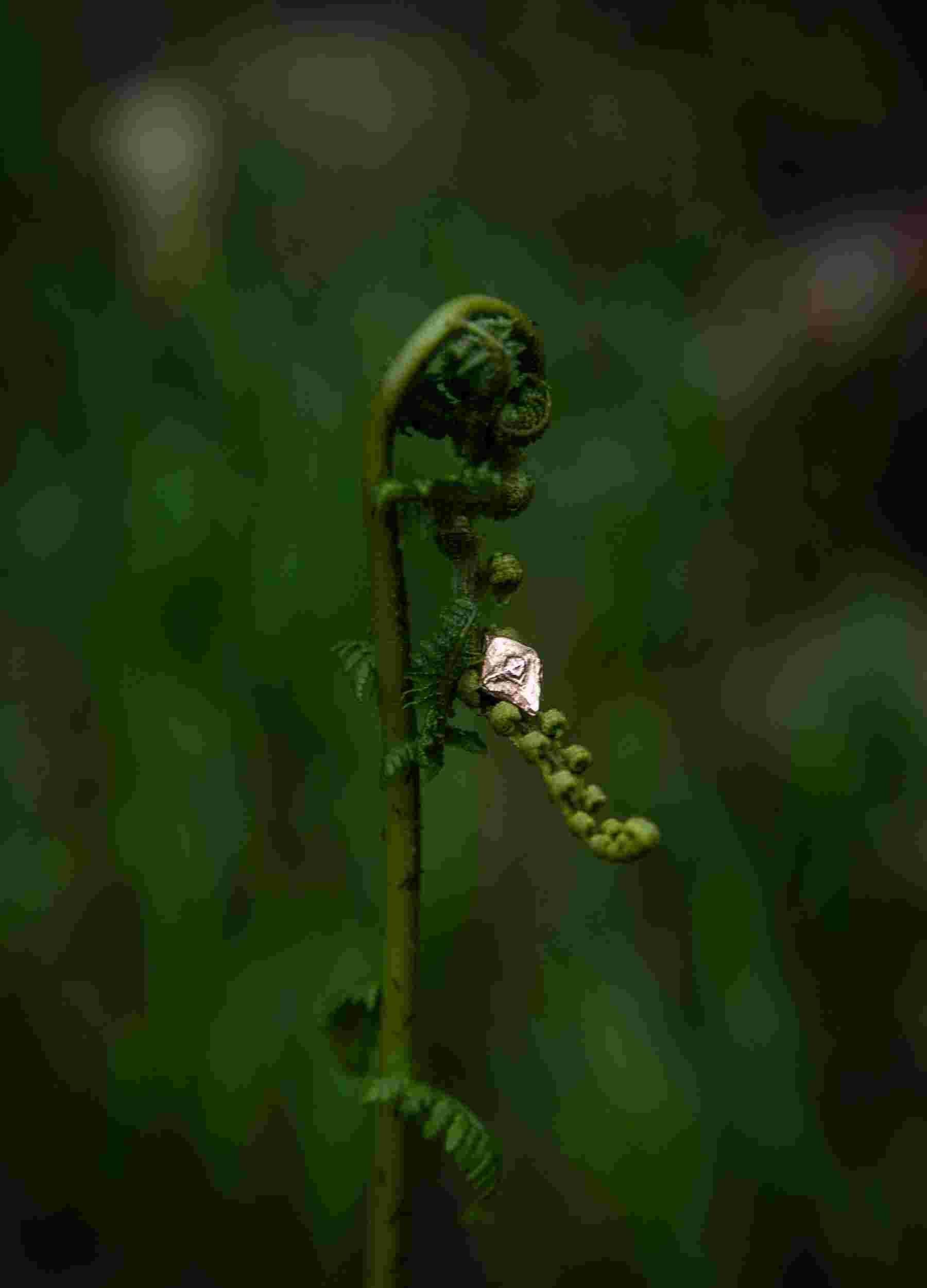 Kaarna Earrings