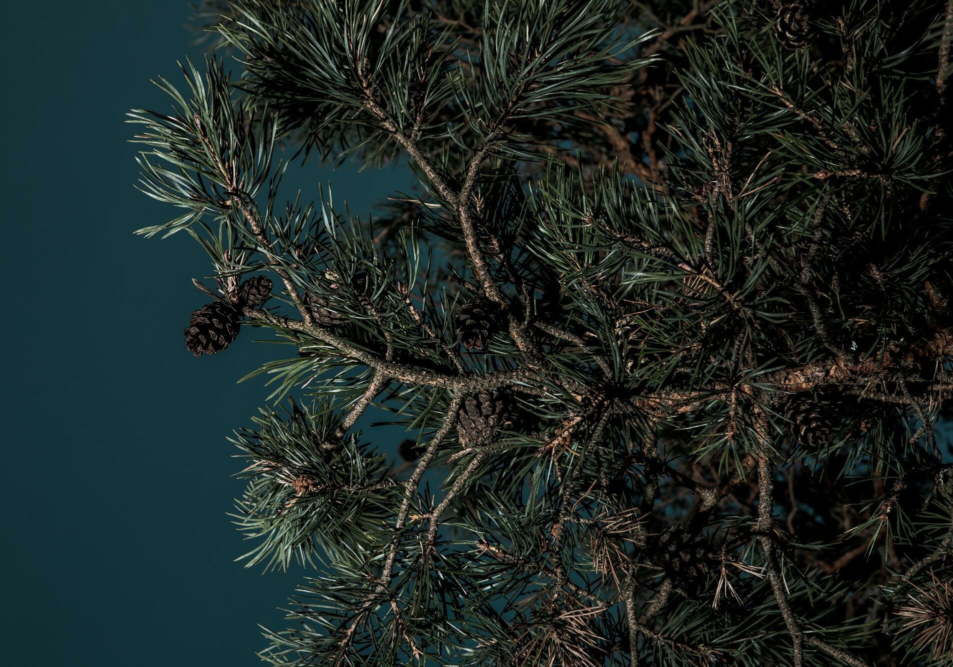 DNA Cone Pine tree